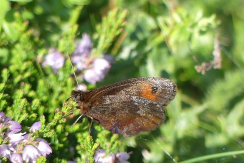 Erebia pronoe